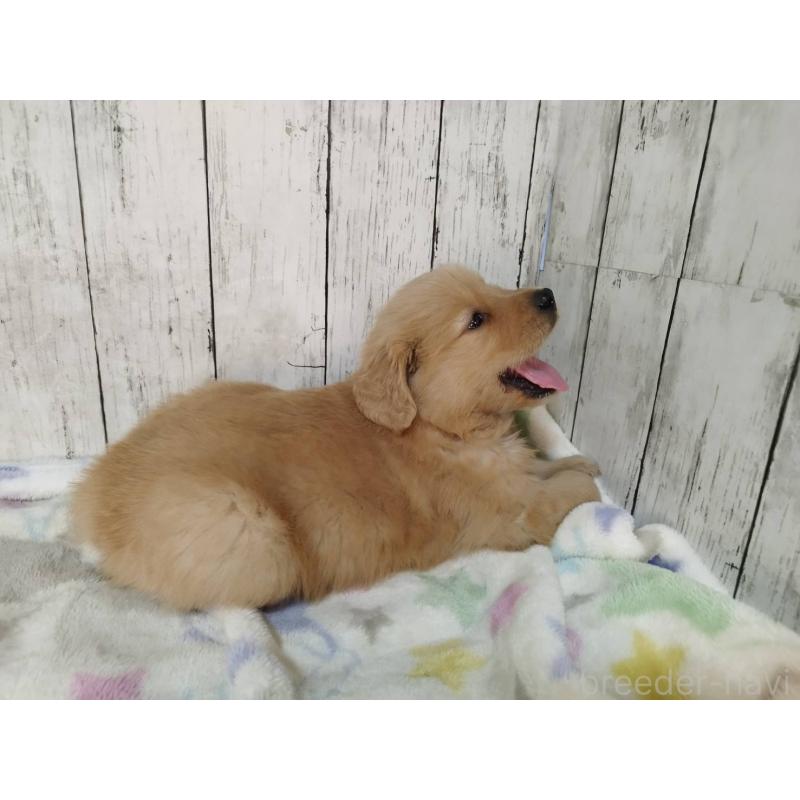 販売中の三重県のゴールデンレトリーバー-432031の5枚目