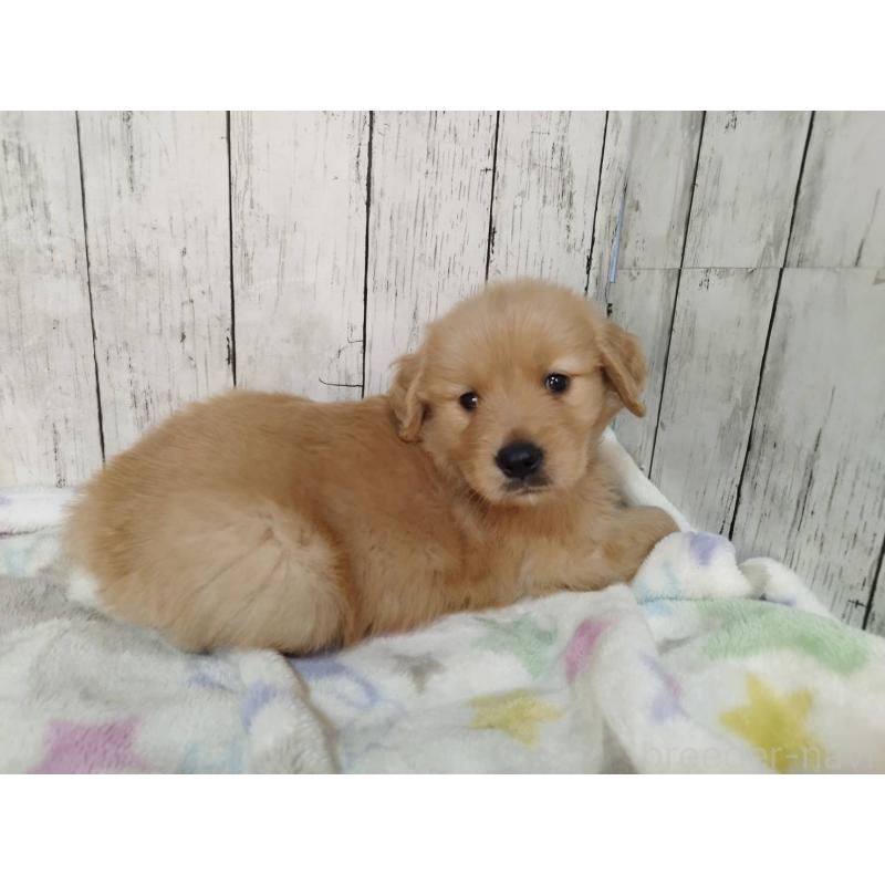 販売中の三重県のゴールデンレトリーバー-432031の4枚目