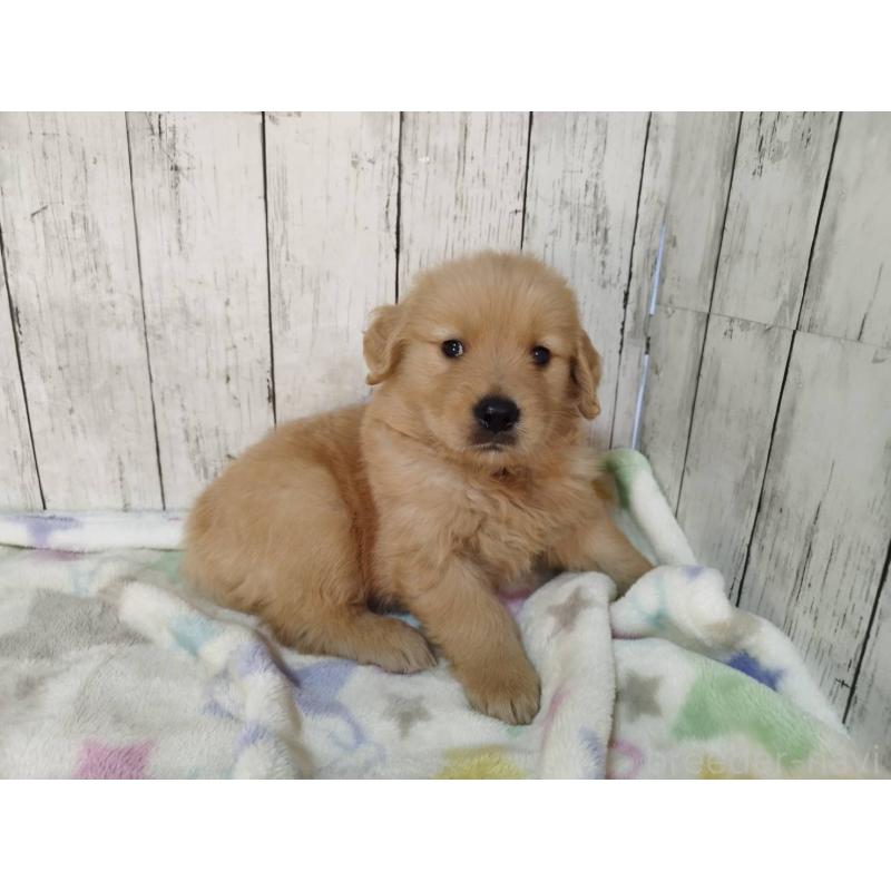 販売中の三重県のゴールデンレトリーバー-432031の3枚目