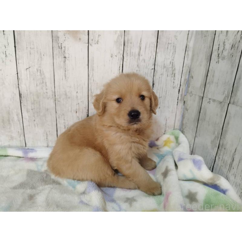 販売中の三重県のゴールデンレトリーバー-432031の2枚目