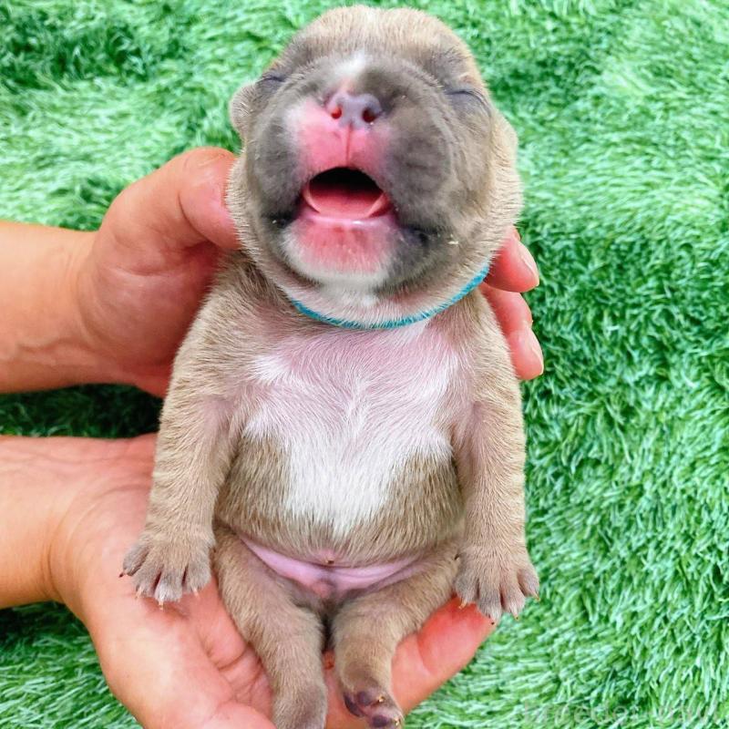 販売中の鹿児島県のフレンチブルドッグ-432032の2枚目