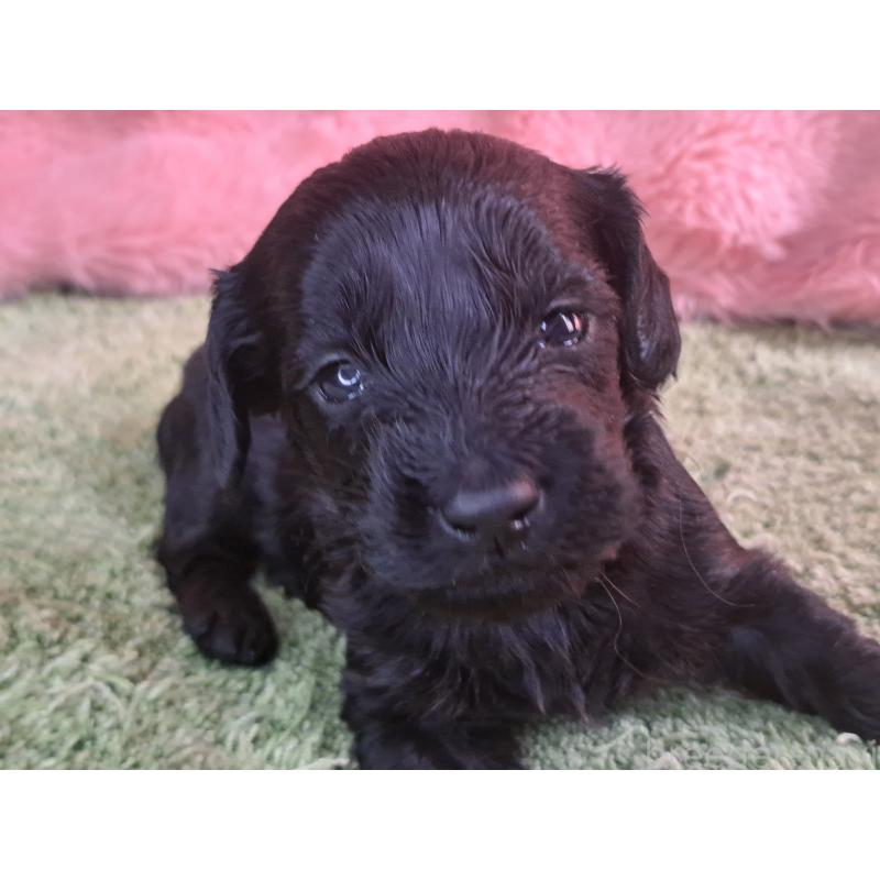 販売中の愛知県のダップー:ミニチュアダックスフンド×トイプードル-429287