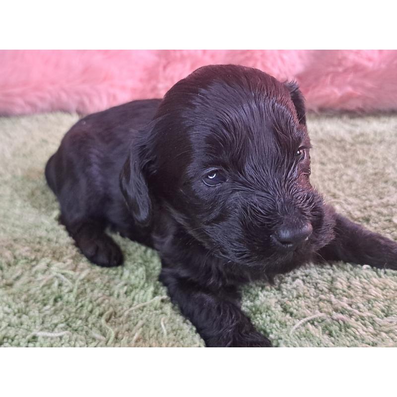 商談中の愛知県のダップー:ミニチュアダックスフンド×トイプードル-429287の14枚目