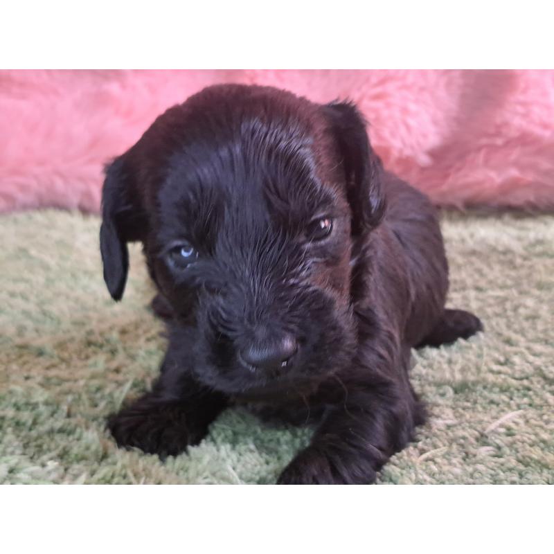 商談中の愛知県のダップー:ミニチュアダックスフンド×トイプードル-429287の13枚目