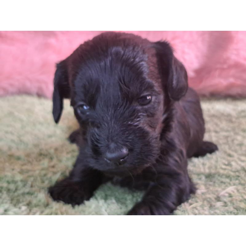 商談中の愛知県のダップー:ミニチュアダックスフンド×トイプードル-429287の12枚目