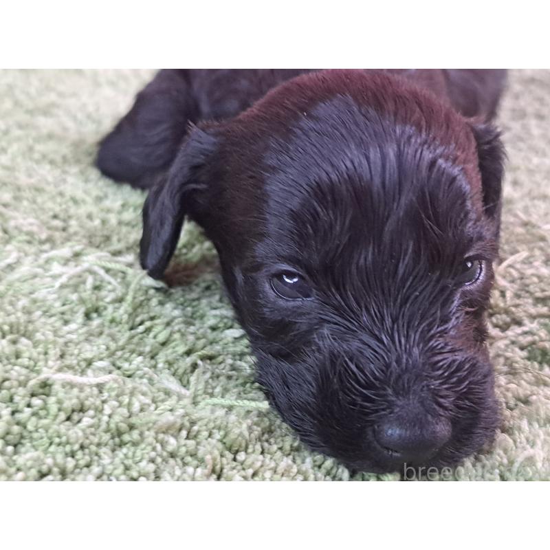 商談中の愛知県のダップー:ミニチュアダックスフンド×トイプードル-429287の11枚目