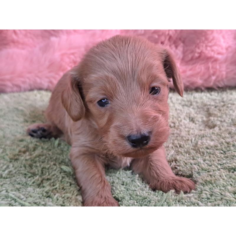 販売中の愛知県のダップー:ミニチュアダックスフンド×トイプードル-429288の20枚目