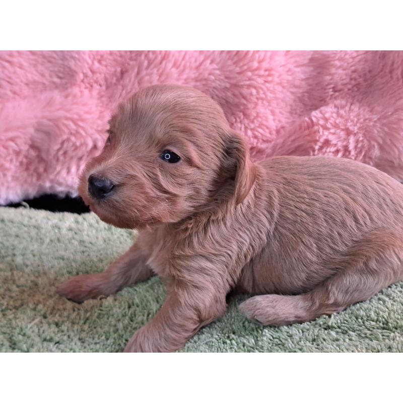 販売中の愛知県のダップー:ミニチュアダックスフンド×トイプードル-429288の19枚目