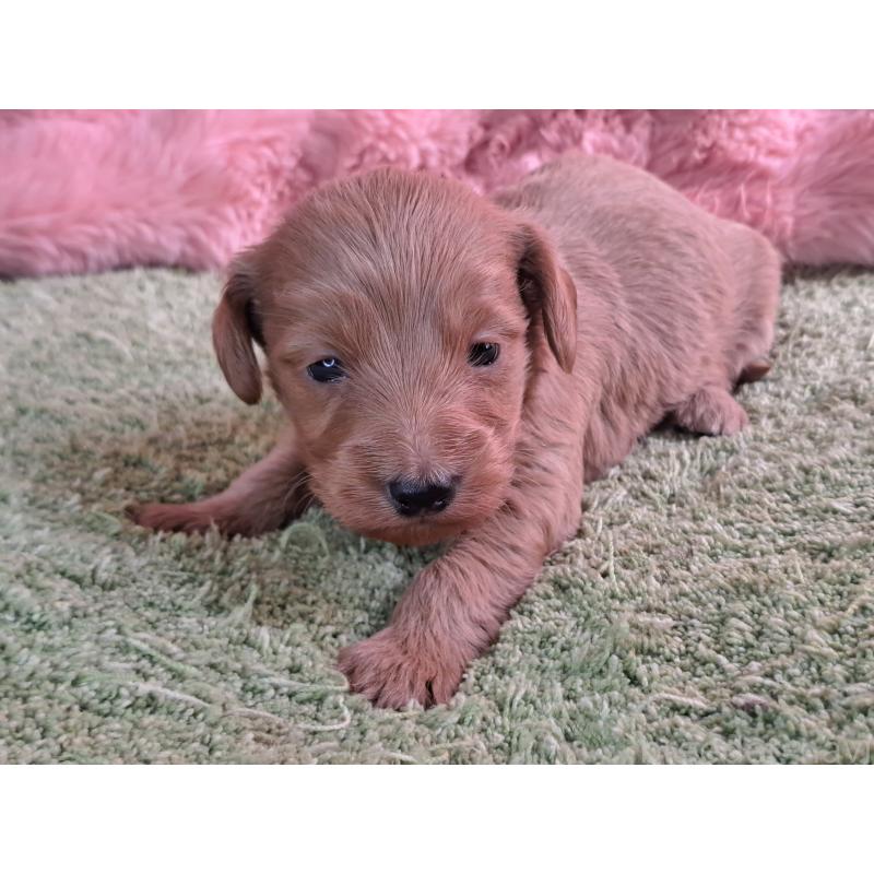 販売中の愛知県のダップー:ミニチュアダックスフンド×トイプードル-429288