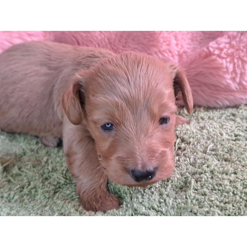 販売中の愛知県のダップー:ミニチュアダックスフンド×トイプードル-429288の17枚目