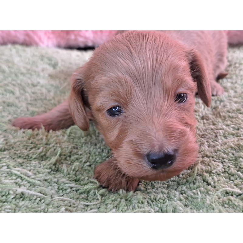 販売中の愛知県のダップー:ミニチュアダックスフンド×トイプードル-429288の16枚目