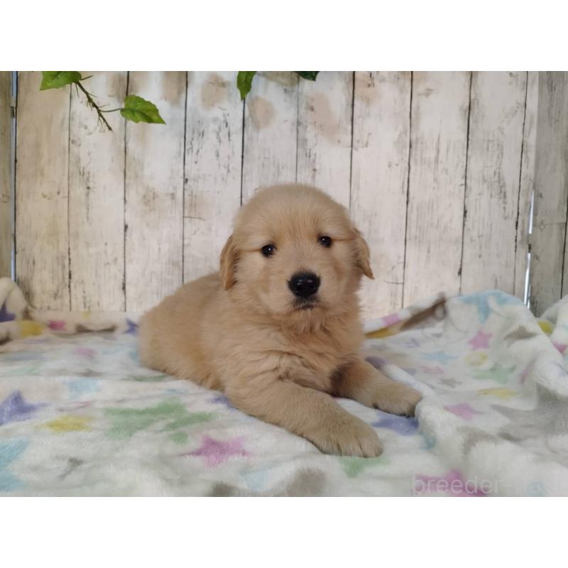 販売中の三重県のゴールデンレトリーバー-432033の5枚目