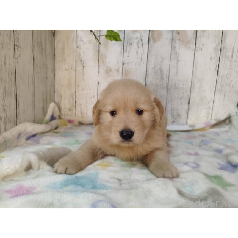 販売中の三重県のゴールデンレトリーバー-432033の4枚目