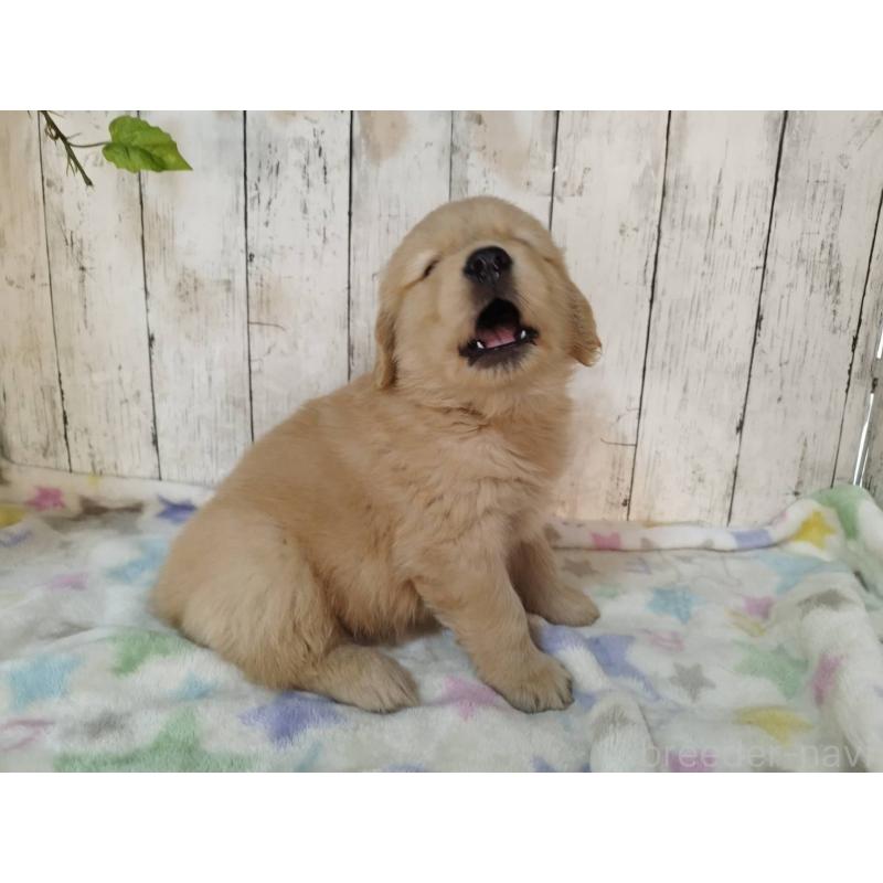 販売中の三重県のゴールデンレトリーバー-432033の3枚目