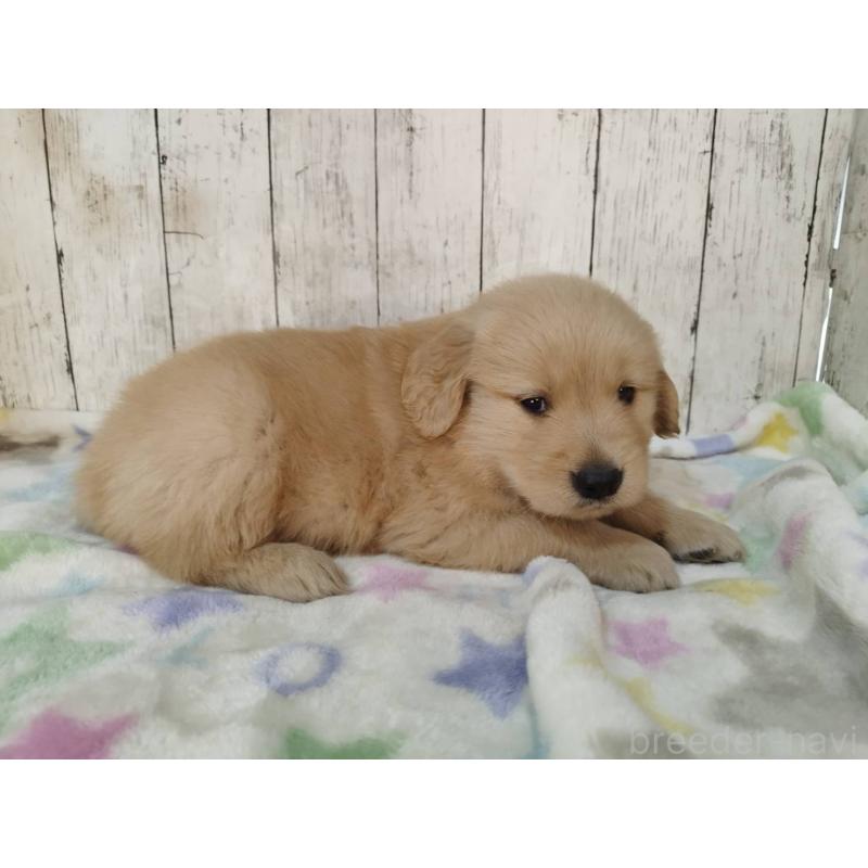 販売中の三重県のゴールデンレトリーバー-432033の2枚目