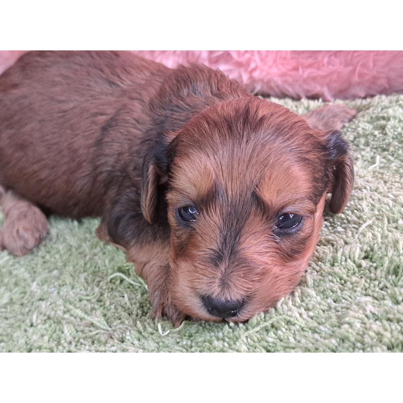 販売中の愛知県のダップー:ミニチュアダックスフンド×トイプードル-429291