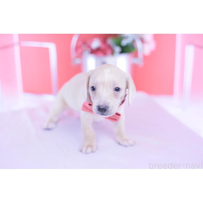 販売中の愛知県のミニチュアダックスフンド(スムースヘアード)-432036の9枚目