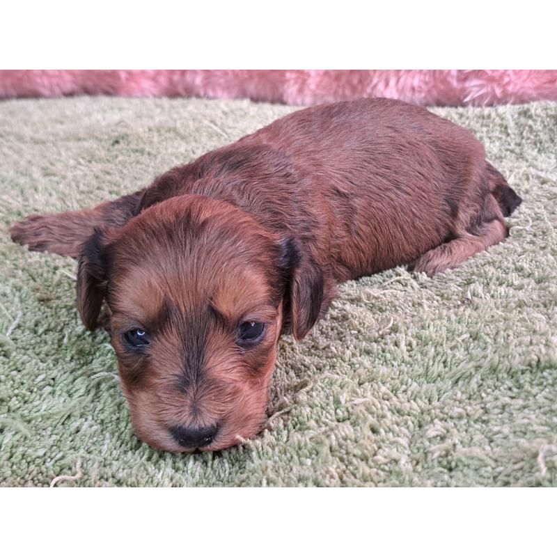 商談中の愛知県のダップー:ミニチュアダックスフンド×トイプードル-429291の18枚目