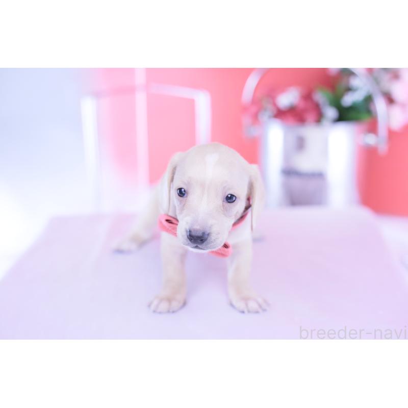 販売中の愛知県のミニチュアダックスフンド(スムースヘアード)-432036の8枚目