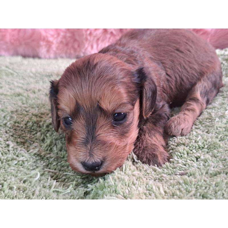 商談中の愛知県のダップー:ミニチュアダックスフンド×トイプードル-429291の16枚目