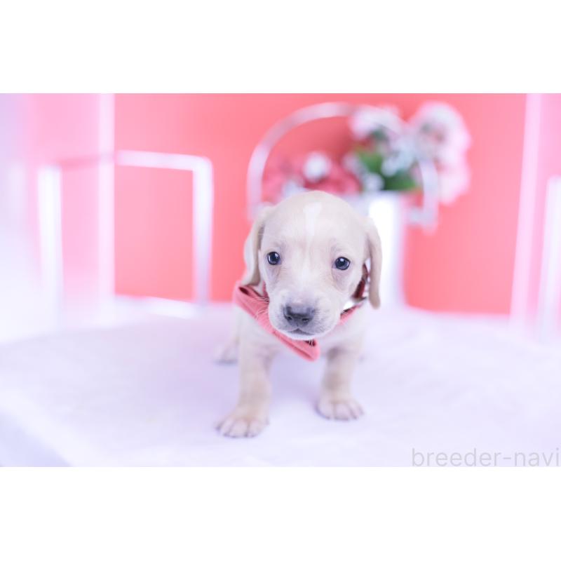 販売中の愛知県のミニチュアダックスフンド(スムースヘアード)-432036の4枚目