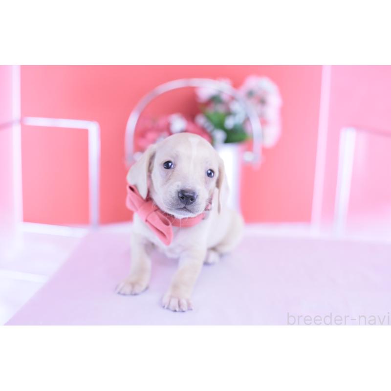 販売中の愛知県のミニチュアダックスフンド(スムースヘアード)-432036の3枚目