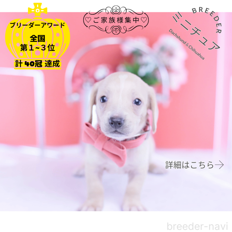 販売中の愛知県のミニチュアダックスフンド(スムースヘアード)-432036の1枚目