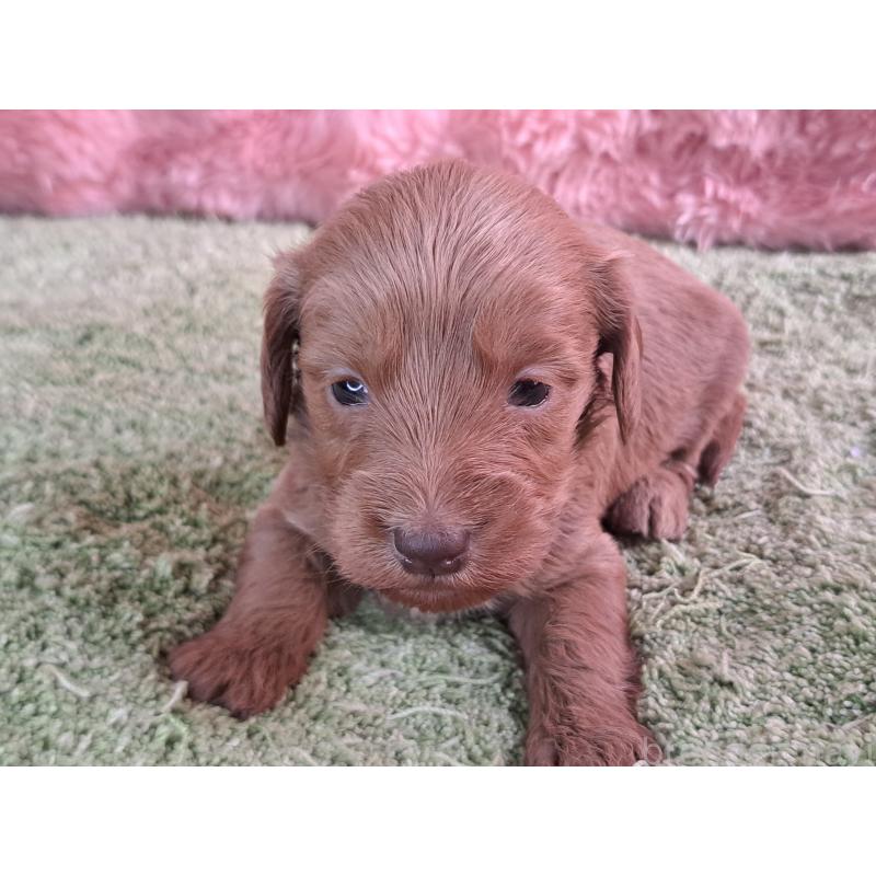 販売中の愛知県のダップー:ミニチュアダックスフンド×トイプードル-429292