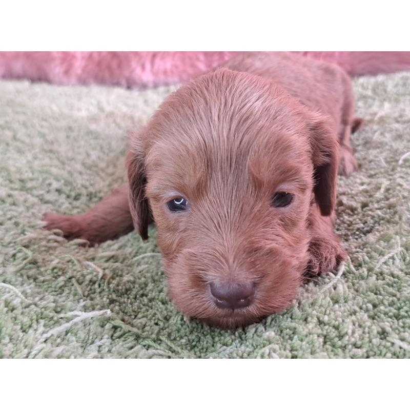 販売中の愛知県のダップー:ミニチュアダックスフンド×トイプードル-429292の19枚目