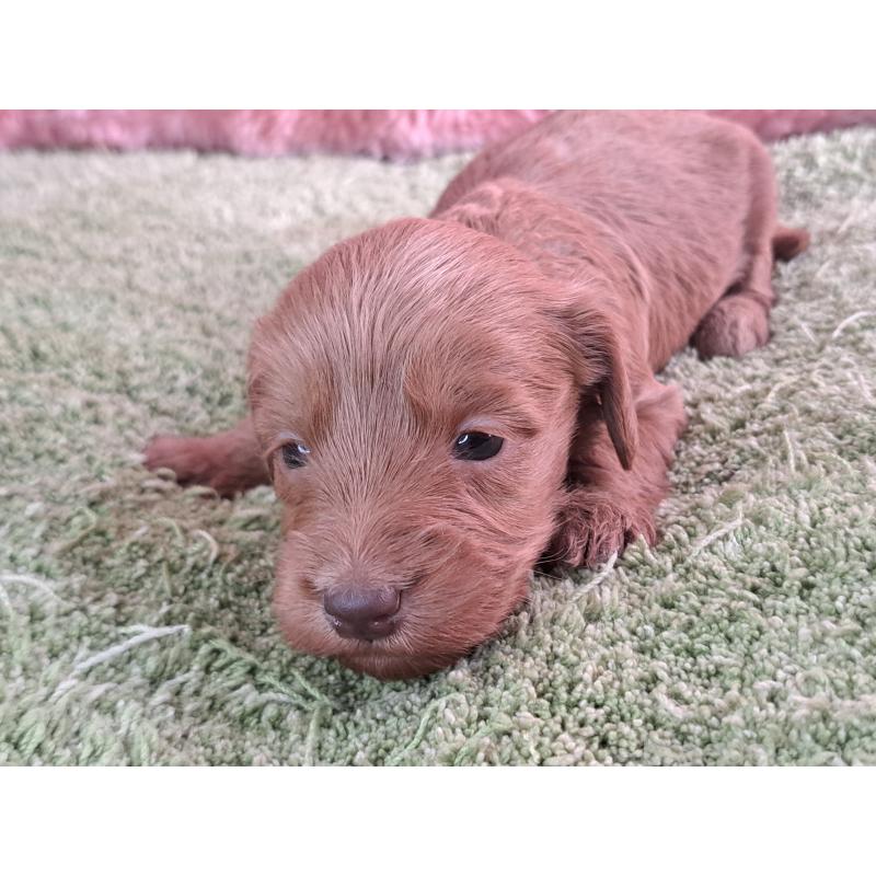 販売中の愛知県のダップー:ミニチュアダックスフンド×トイプードル-429292の18枚目