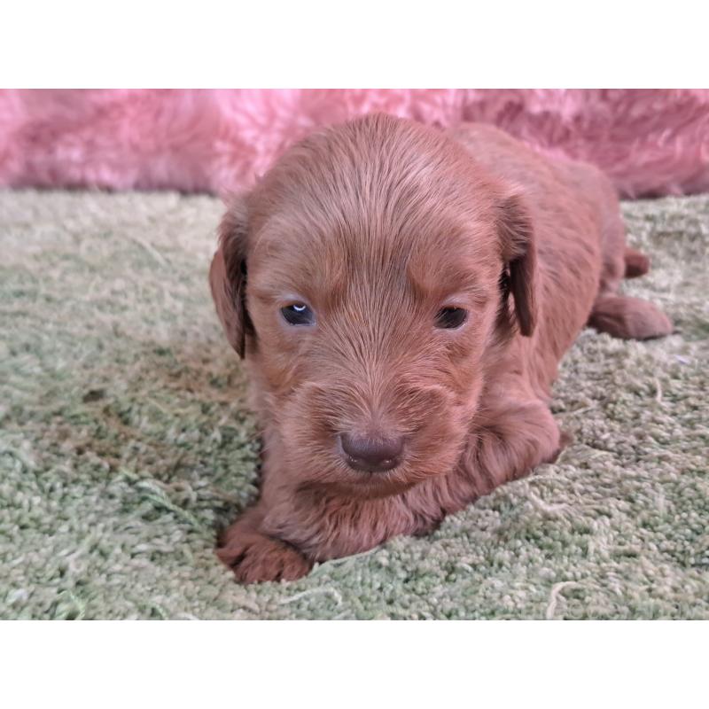 販売中の愛知県のダップー:ミニチュアダックスフンド×トイプードル-429292の17枚目