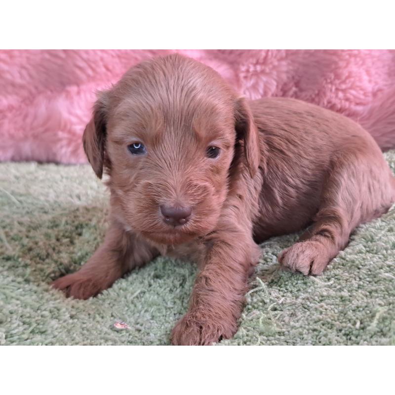 販売中の愛知県のダップー:ミニチュアダックスフンド×トイプードル-429292の16枚目