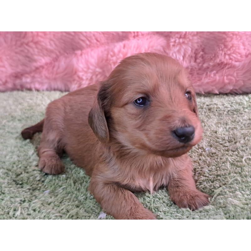 販売中の愛知県のダップー:ミニチュアダックスフンド×トイプードル-429293の20枚目