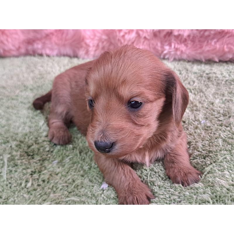 販売中の愛知県のダップー:ミニチュアダックスフンド×トイプードル-429293の19枚目