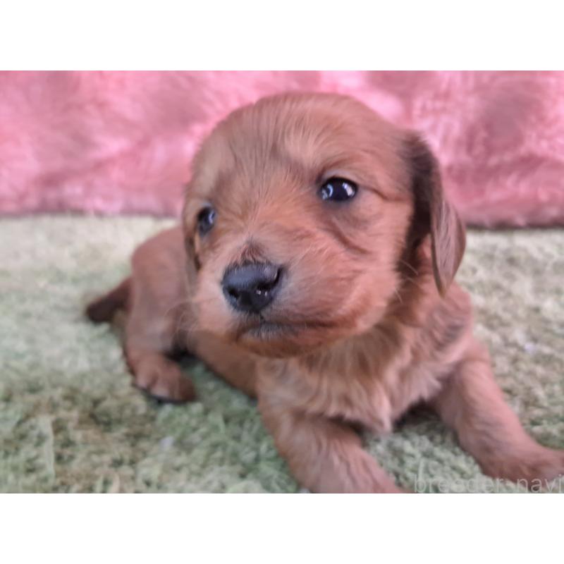 販売中の愛知県のダップー:ミニチュアダックスフンド×トイプードル-429293