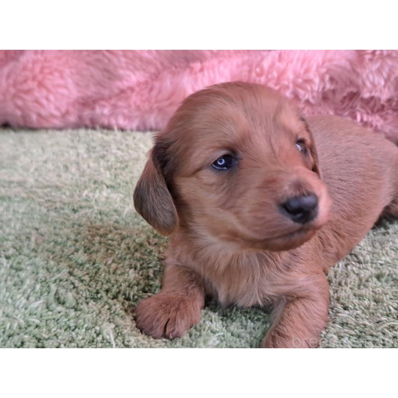 販売中の愛知県のダップー:ミニチュアダックスフンド×トイプードル-429293の17枚目