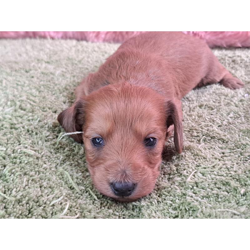 販売中の愛知県のダップー:ミニチュアダックスフンド×トイプードル-429293の16枚目