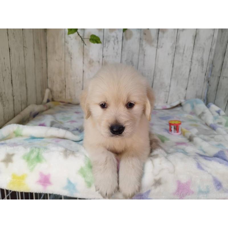 販売中の三重県のゴールデンレトリーバー-432034の5枚目