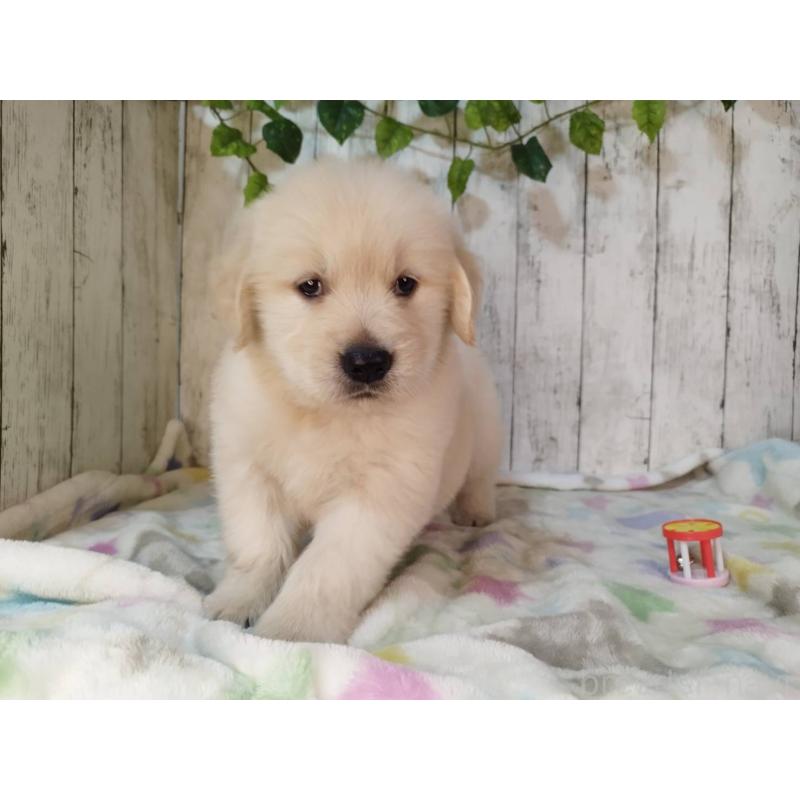 販売中の三重県のゴールデンレトリーバー-432034の4枚目