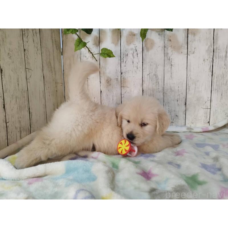 販売中の三重県のゴールデンレトリーバー-432034の3枚目