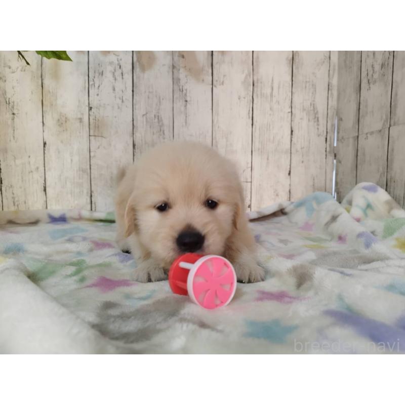 販売中の三重県のゴールデンレトリーバー-432034の2枚目