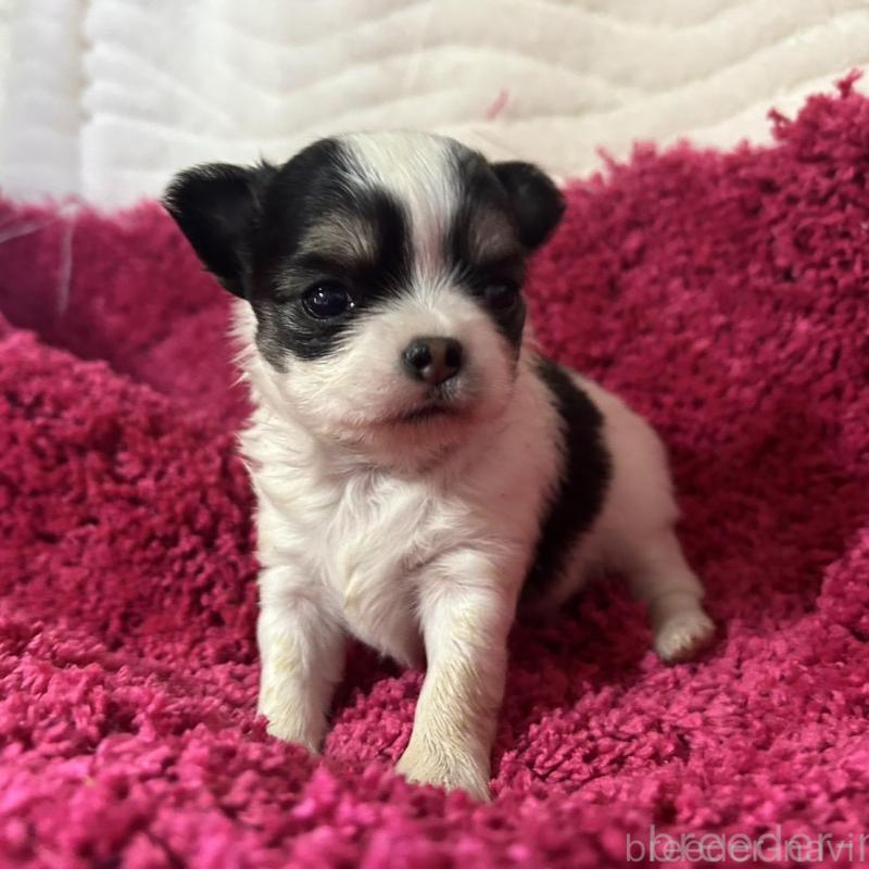 販売中の京都府のチワワ(ロングコート)-432035の1枚目