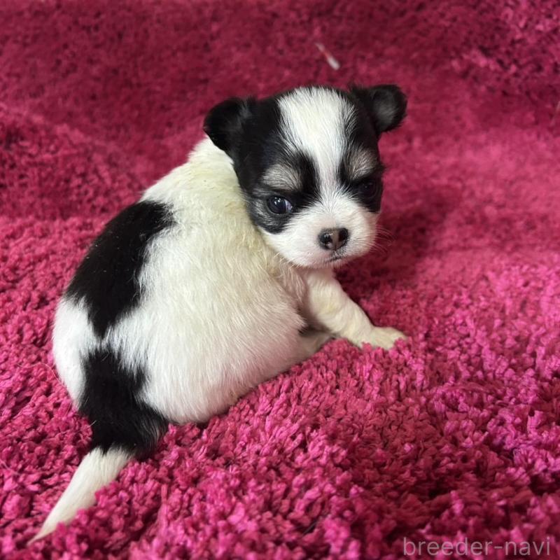 販売中の京都府のチワワ(ロングコート)-432035の5枚目