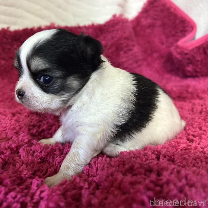 販売中の京都府のチワワ(ロングコート)-432035の4枚目