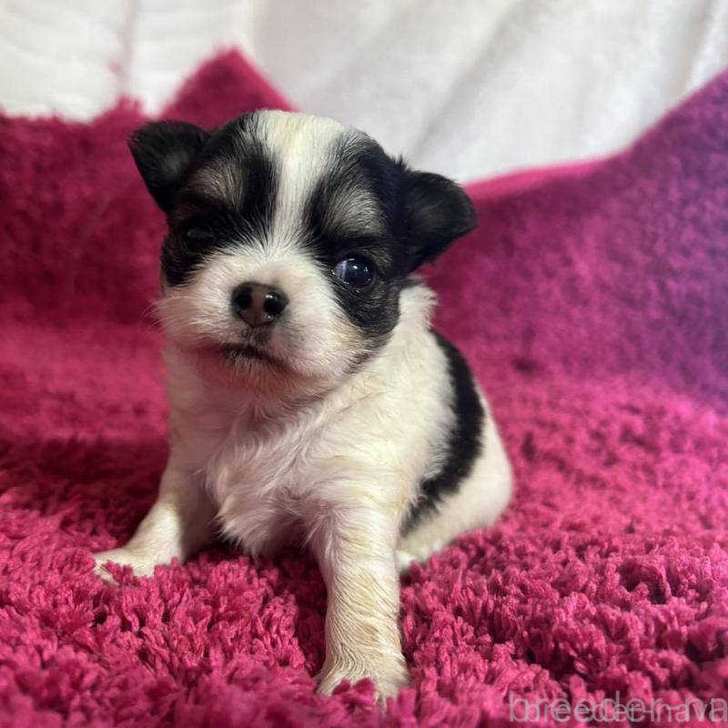 販売中の京都府のチワワ(ロングコート)-432035の3枚目