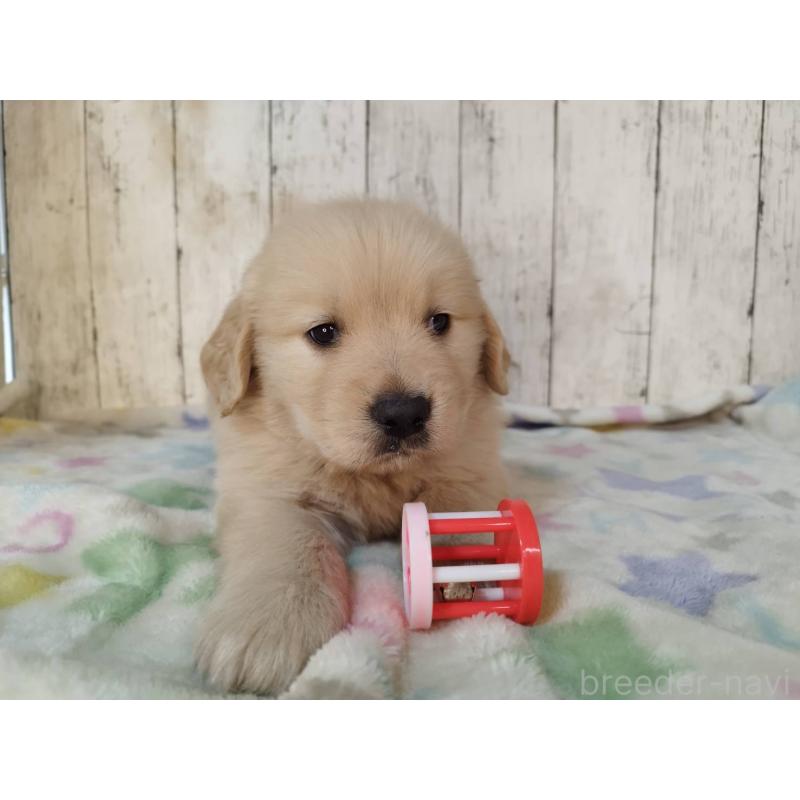 販売中の三重県のゴールデンレトリーバー-432037の5枚目