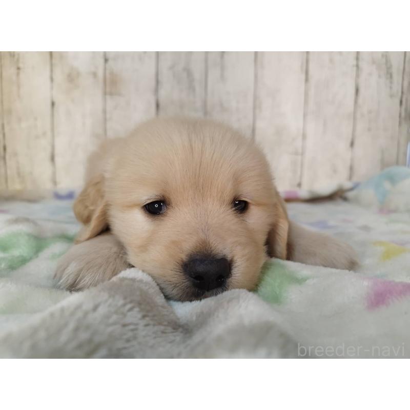 販売中の三重県のゴールデンレトリーバー-432037の4枚目