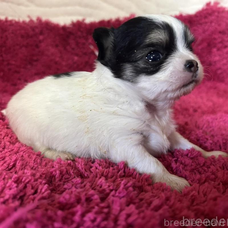 販売中の京都府のチワワ(ロングコート)-432035の2枚目