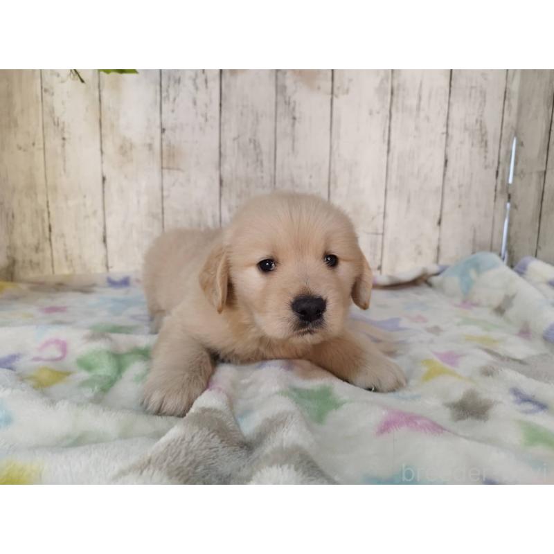 販売中の三重県のゴールデンレトリーバー-432037の3枚目