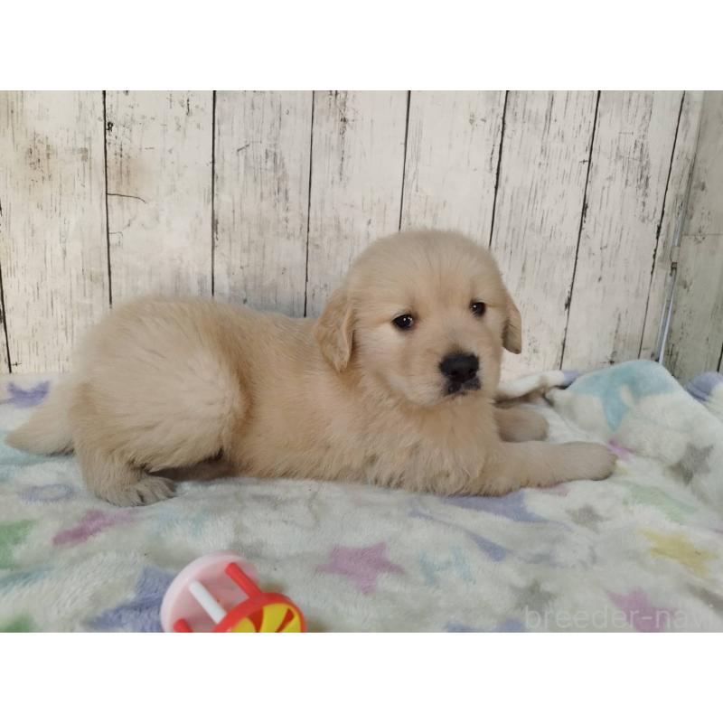 販売中の三重県のゴールデンレトリーバー-432037の2枚目